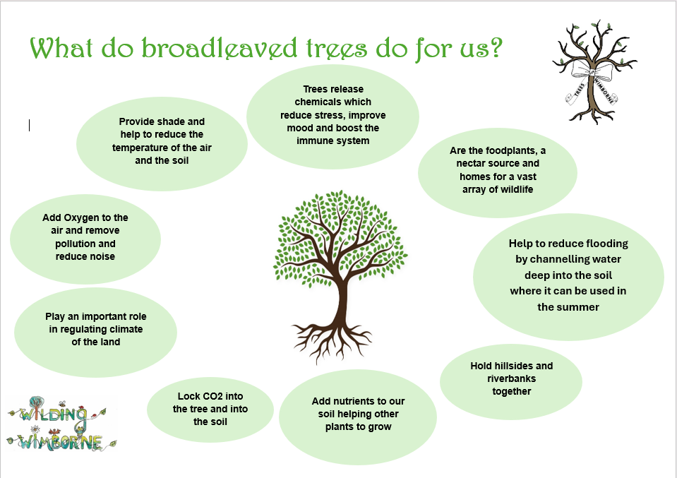 Chart showing what broadleaved trees do for us