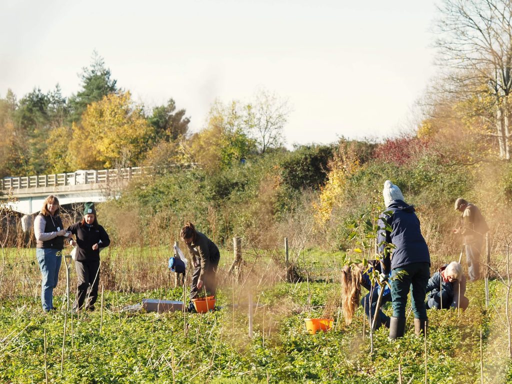 Picture of volunteers tree planting at Stourview SANG