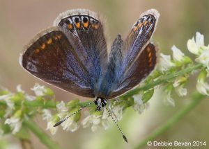 Picture of a butterfly