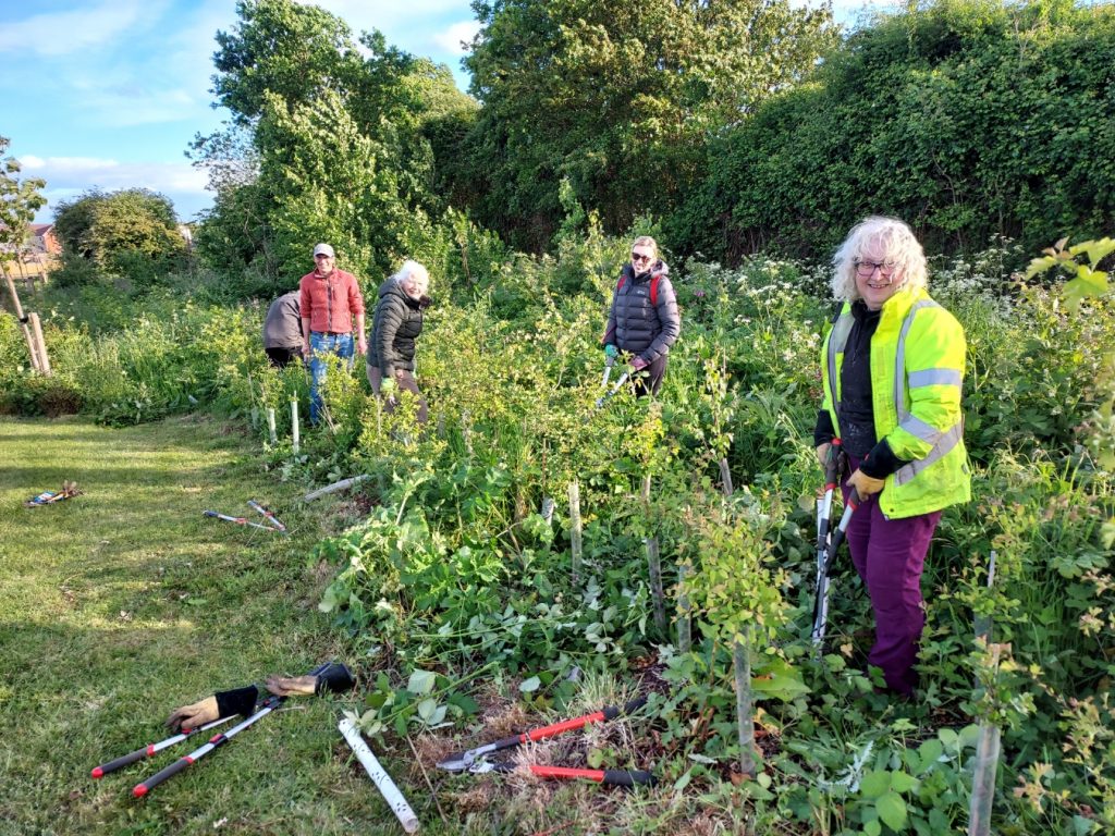 Volunteers among vegatation at Ainsley Road