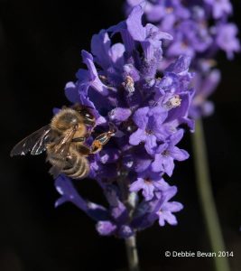 Picture of bee on sprig of lavender