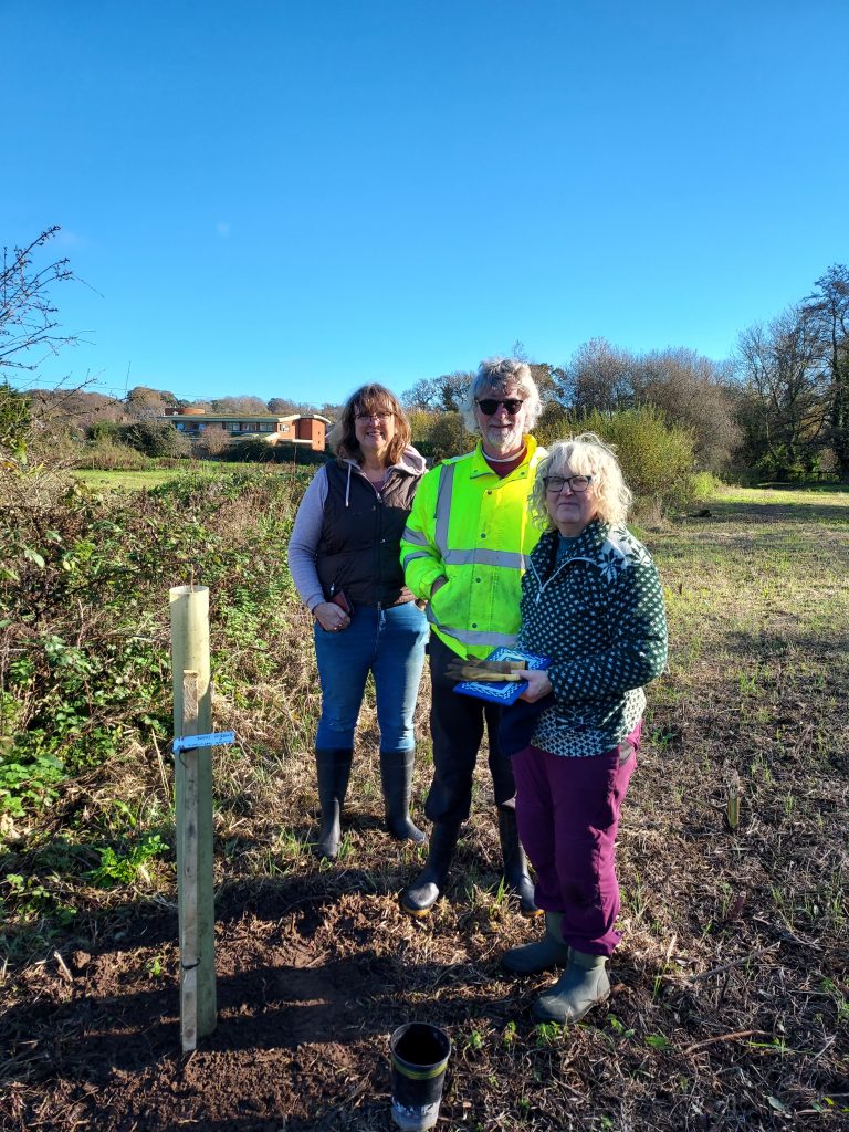 Picture of Black Poplar being planted at Catley SANG