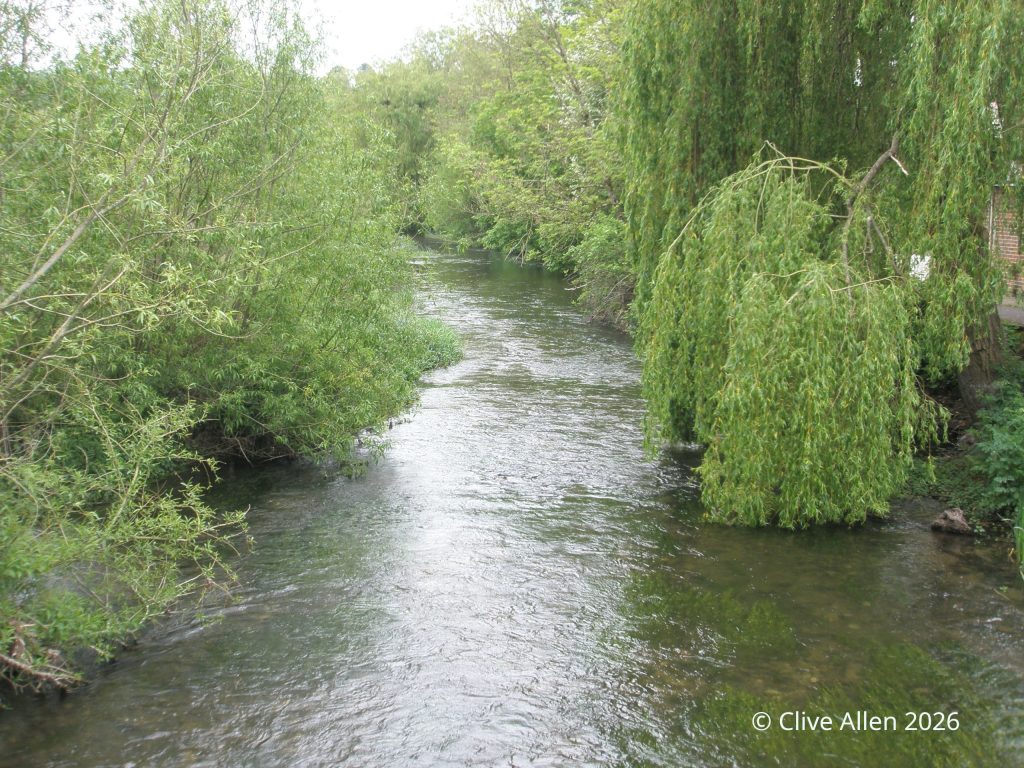 Picture of River Allen