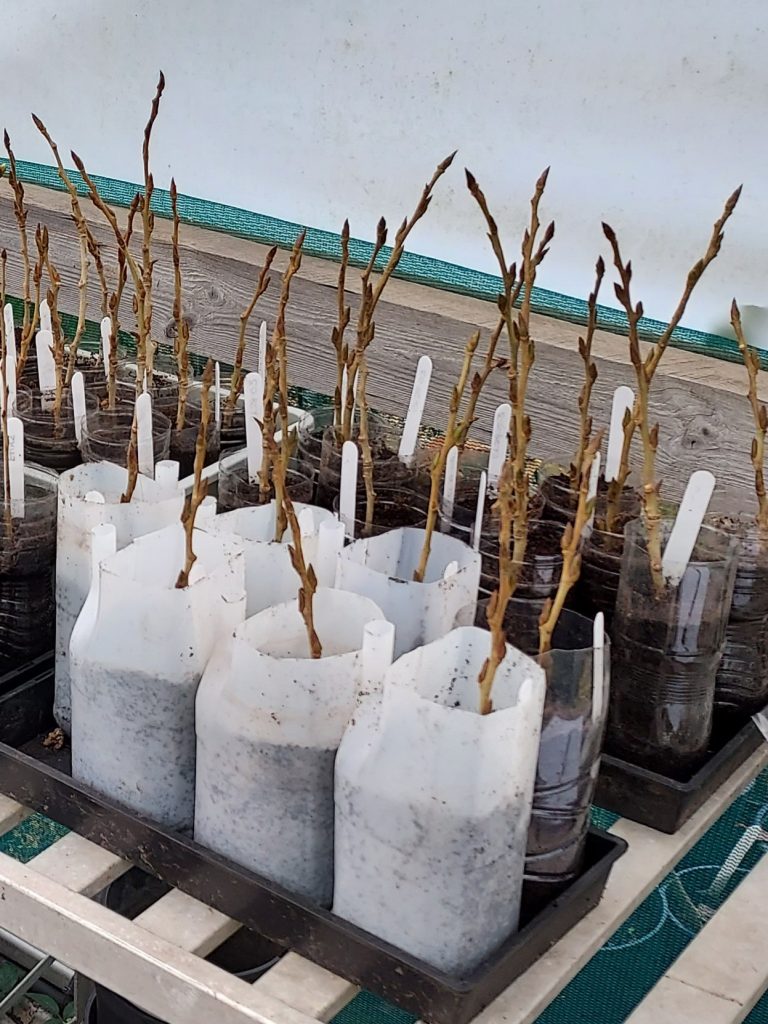 Picture of black poplar cuttings