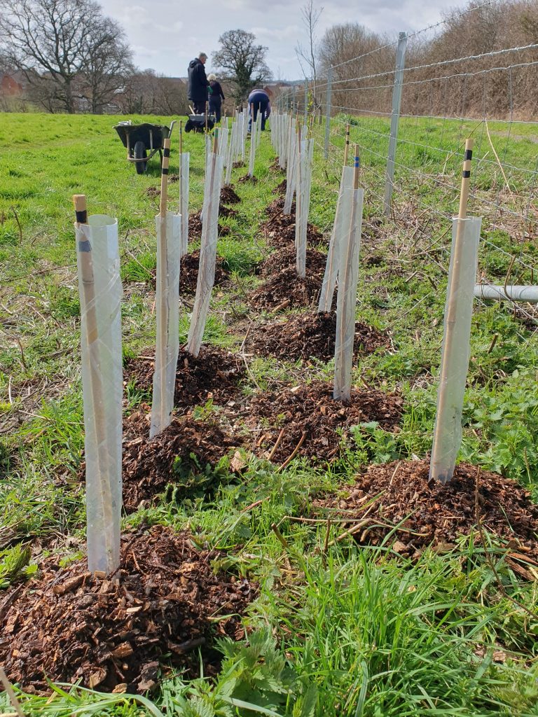 Picture of first hedgerow planting at Dogdean